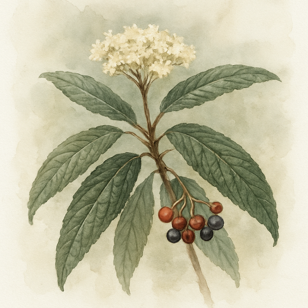 Viburnum rhytidophyllum Wrinkled Viburnum