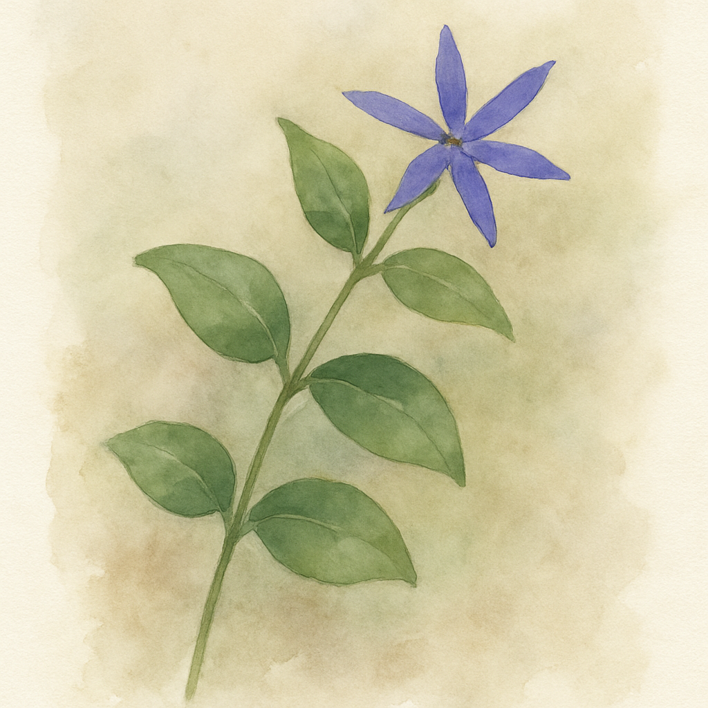 Vinca major Dartington Star (oxyloba)