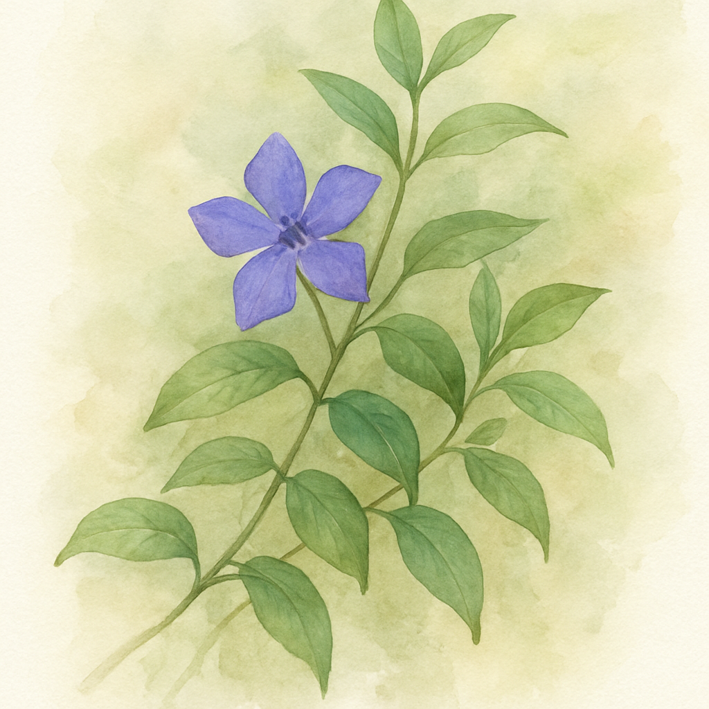 Vinca Major