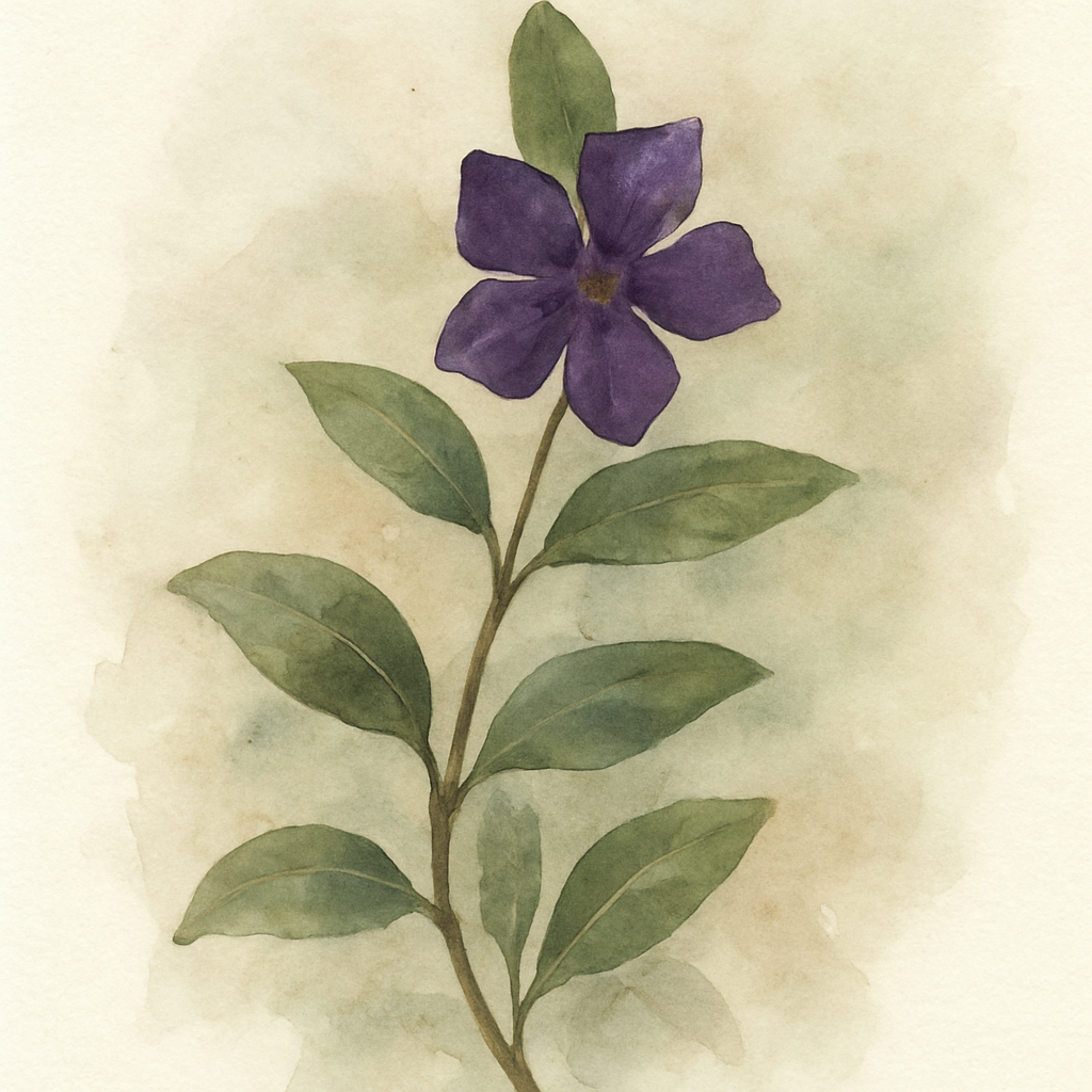 Vinca minor atropurpurea