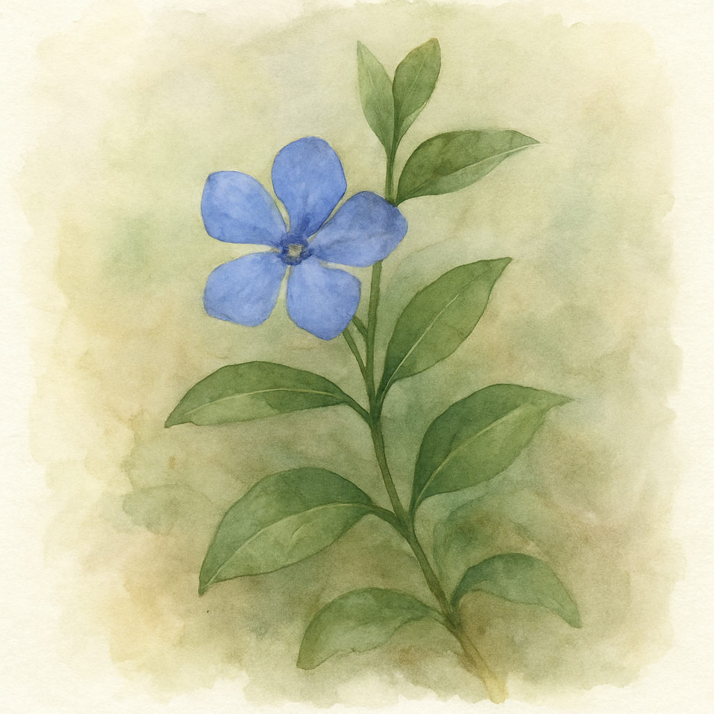 Vinca minor Bowles Variety