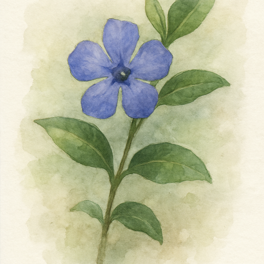 Vinca minor Lesser Periwinkle