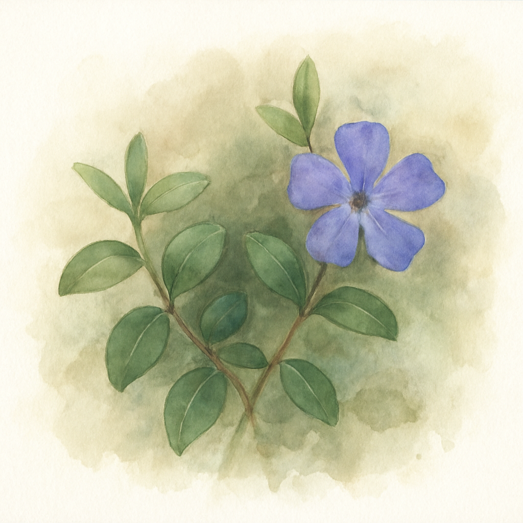 Vinca minor