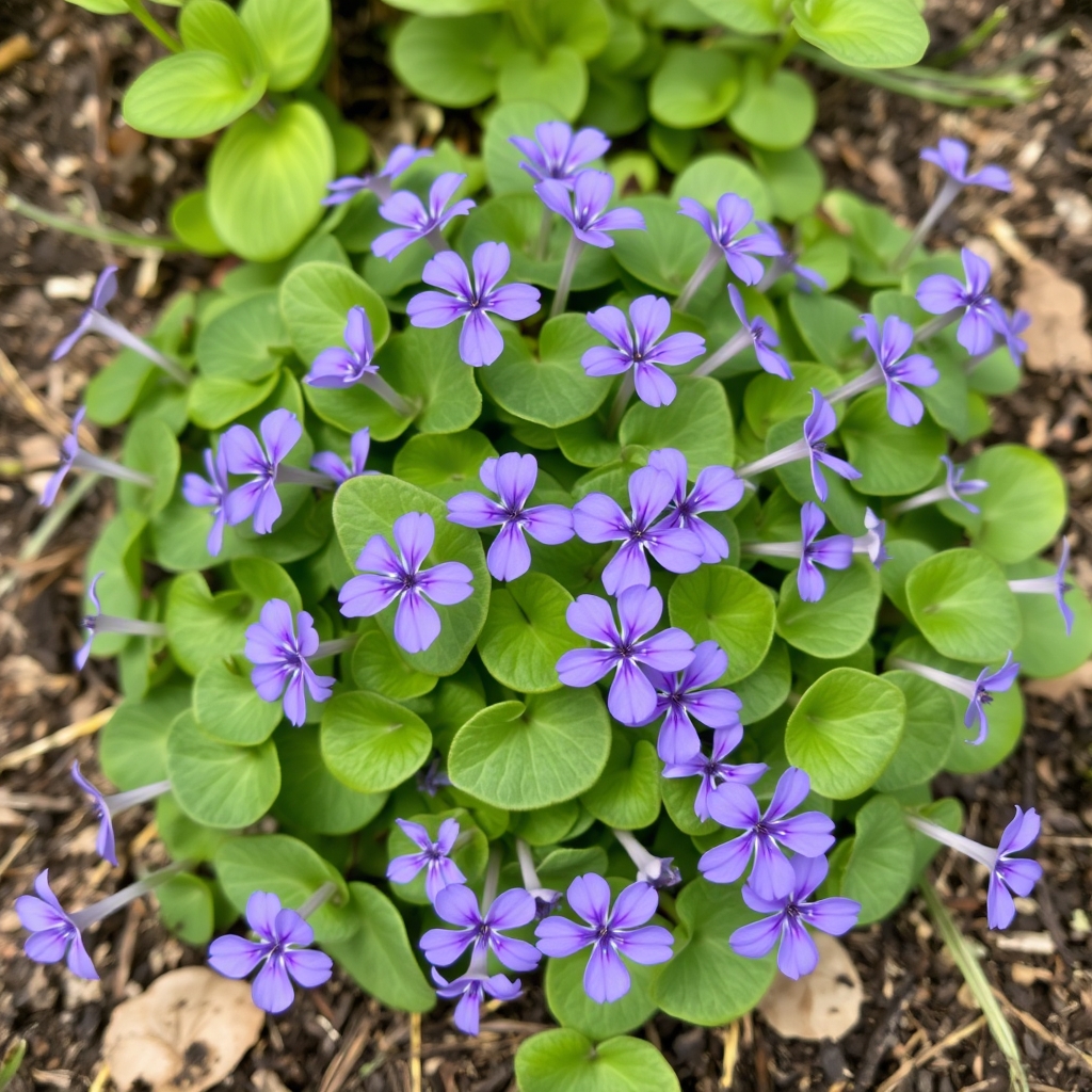 Viola cornuta
