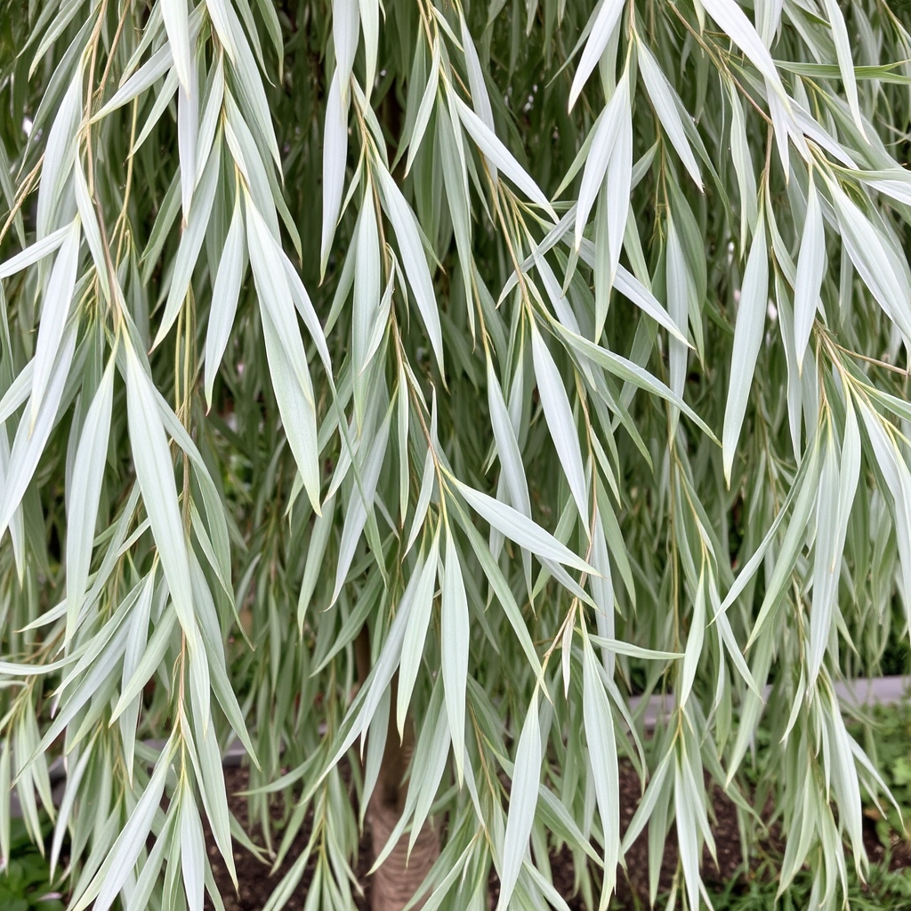 White Willow